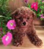 red teacup poodle for sale